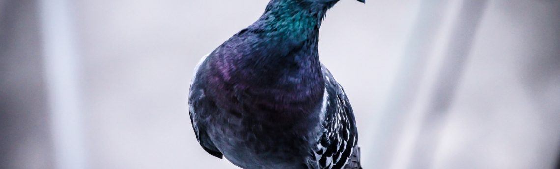 What Google Pigeon Means For Local Search